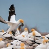 Australasian gannets, Cape Kidnappers