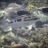 Anak Krakatoa, Underwater