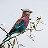 Chobe NP, Gabelracke