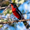 crimson-breasted shrike