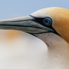 Australasian gannet, Cape Kidnappers