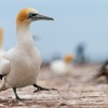 Australasian gannets, Cape Kidnappers