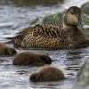 An Eider Family feeding from the Bottom