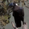 Thick-billed raven