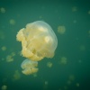 Palau, Jellyfish Lake