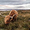 Scottish highland cattle