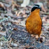 white-browed robin chat