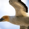 Australasian gannets, Muriwai Beach