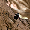 Namib weaver birds