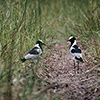 Okavango Delta, Botswana, Blacksmith lapwing