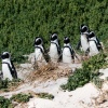 Brillenpinguine Boulders Beach