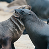 Cape Cross seals