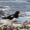 Iceland, oystercatcher