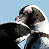 Brillenpinguine Boulders Beach