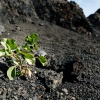 Lanzarote Timanfaya