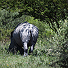 Makgadikgadi Pan, Breitmaulnashorn