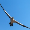 Cape gannet