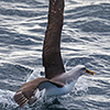 New Zealand, Doubtful Sound, albatrosses