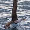 Neuseeland, Doubtful Sound, Albatrosse