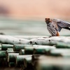 lesser-striped swallow