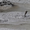 Rotorua, Whakarewarewa, Geysir