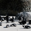 Brillenpinguine Boulders Beach