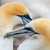 Australasian gannet, Cape Kidnappers