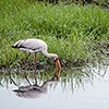 Chobe NP, Vogelwelt