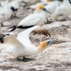 Australasian gannets, Cape Kidnappers