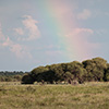 Botswana, Kalahari, CKGR