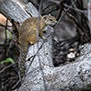 Chobe NP, squirrel