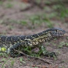 Chobe NP, lizard