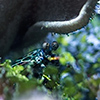 New Caledonia, Aquarium des Lagons