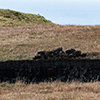 Scotland peat cutting