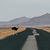 Namib ostrich