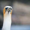 Australasian gannet, Cape Kidnappers