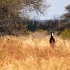 Bontebok