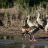 Egyptian geese, St. Lucia