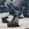 Cape Cross seals