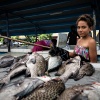 Fiji, Suva market