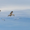 Australasian gannets, Cape Kidnappers