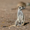 Meerkat