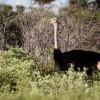 Botswana, Kalahari, CKGR