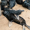 Cape Cross seals