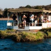 Chobe crocodile