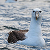 Neuseeland, Doubtful Sound, Albatrosse