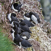 Iceland, seabirds