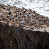 Australasian gannets, Muriwai Beach