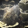 Anak Krakatau, Unterwasser