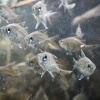 New Caledonia, Aquarium des Lagons